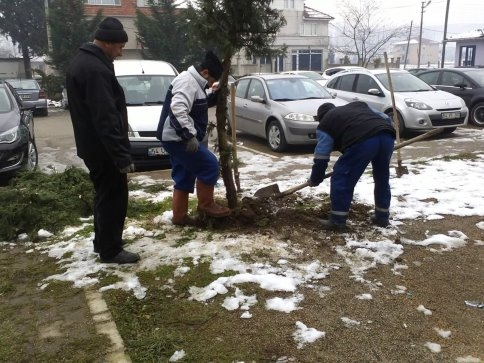 Akyazı Belediyesinden Fırtına Ve Kar Sebebiyle Zarar Gören Ağaçlara Bakım